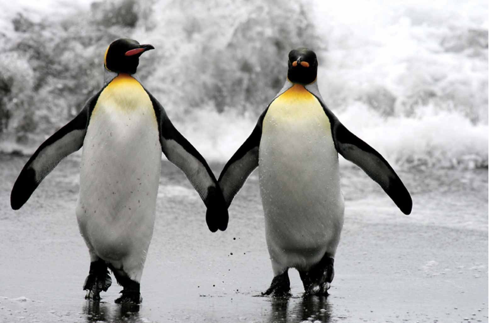 Пингвины Генту