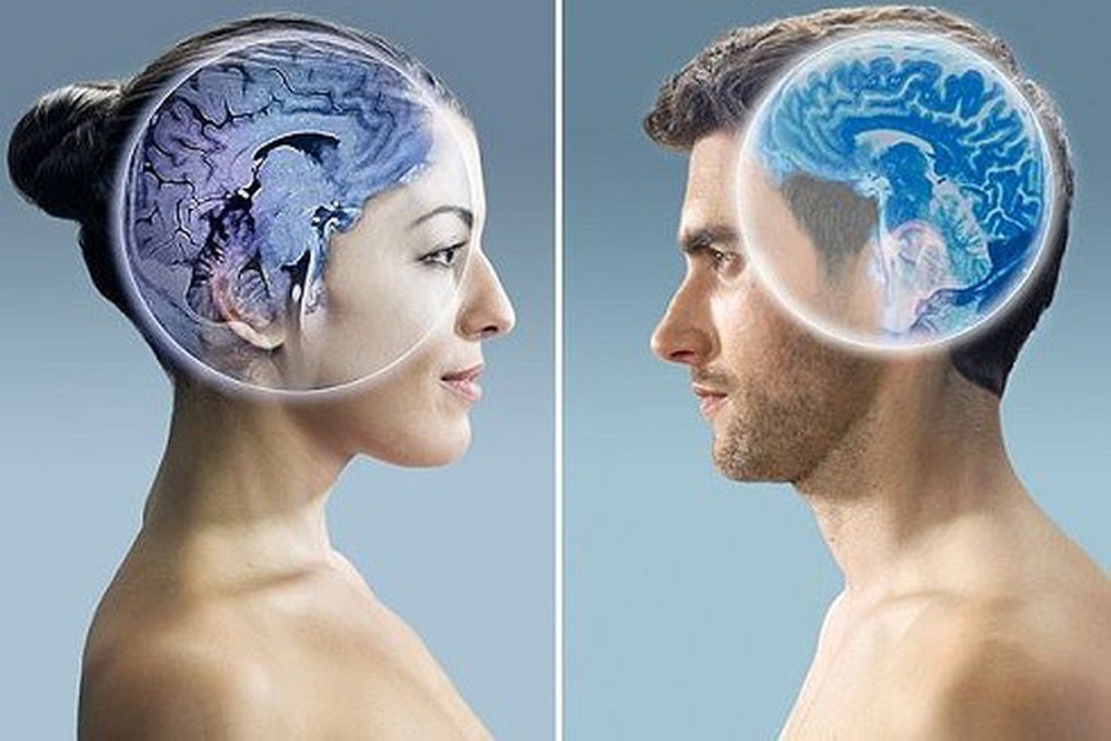 Правда: мужской и женский мозги разные