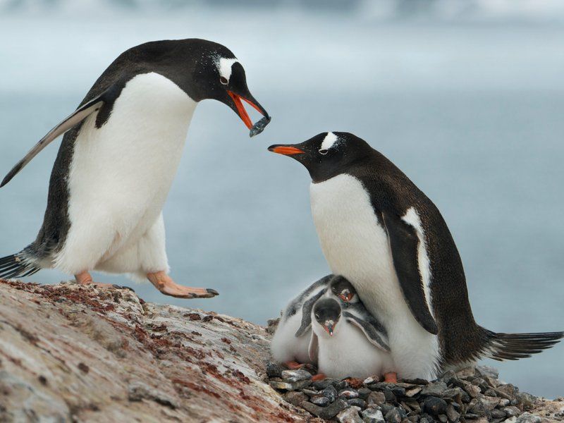 Пингвины делают предложение и остаются вместе на всю жизнь