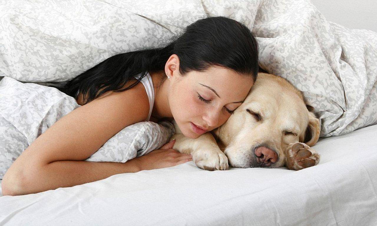 Вашей собаке снитесь вы