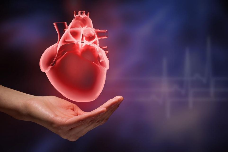 Человеческое сердце перекачивает около 5 литров крови в минуту