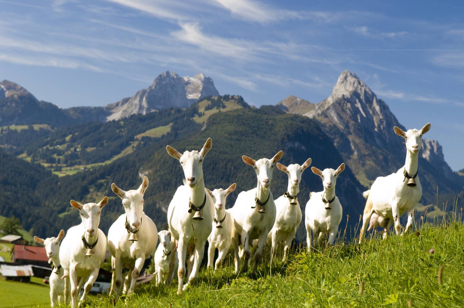 Почти у всех коз есть рога