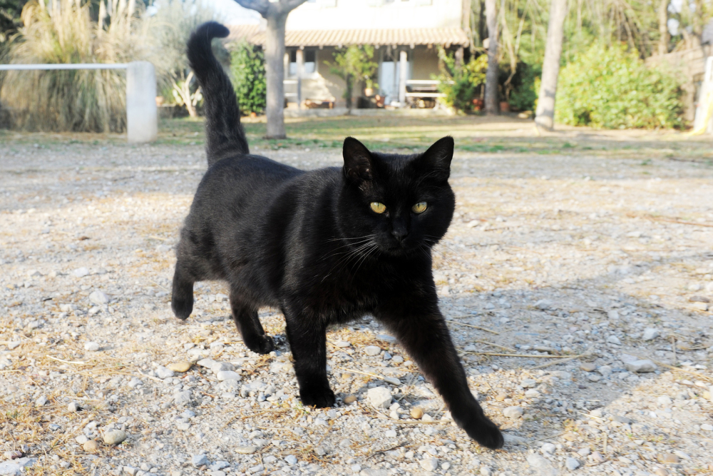 Черные кошки приносят несчастье