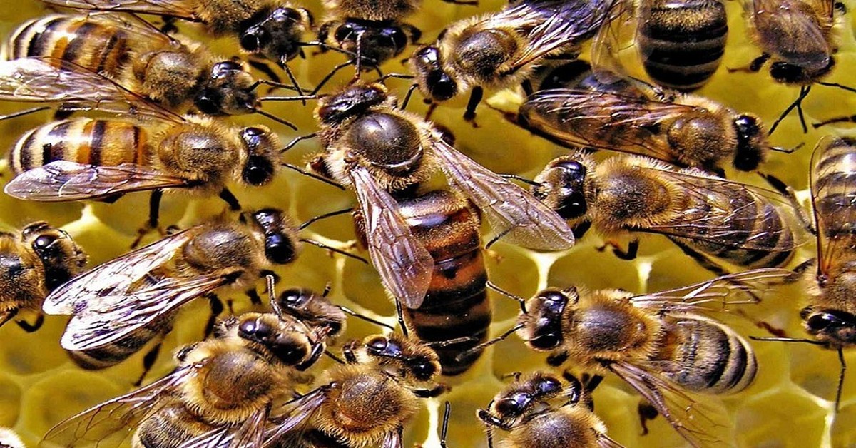 Большинство пчел - самки