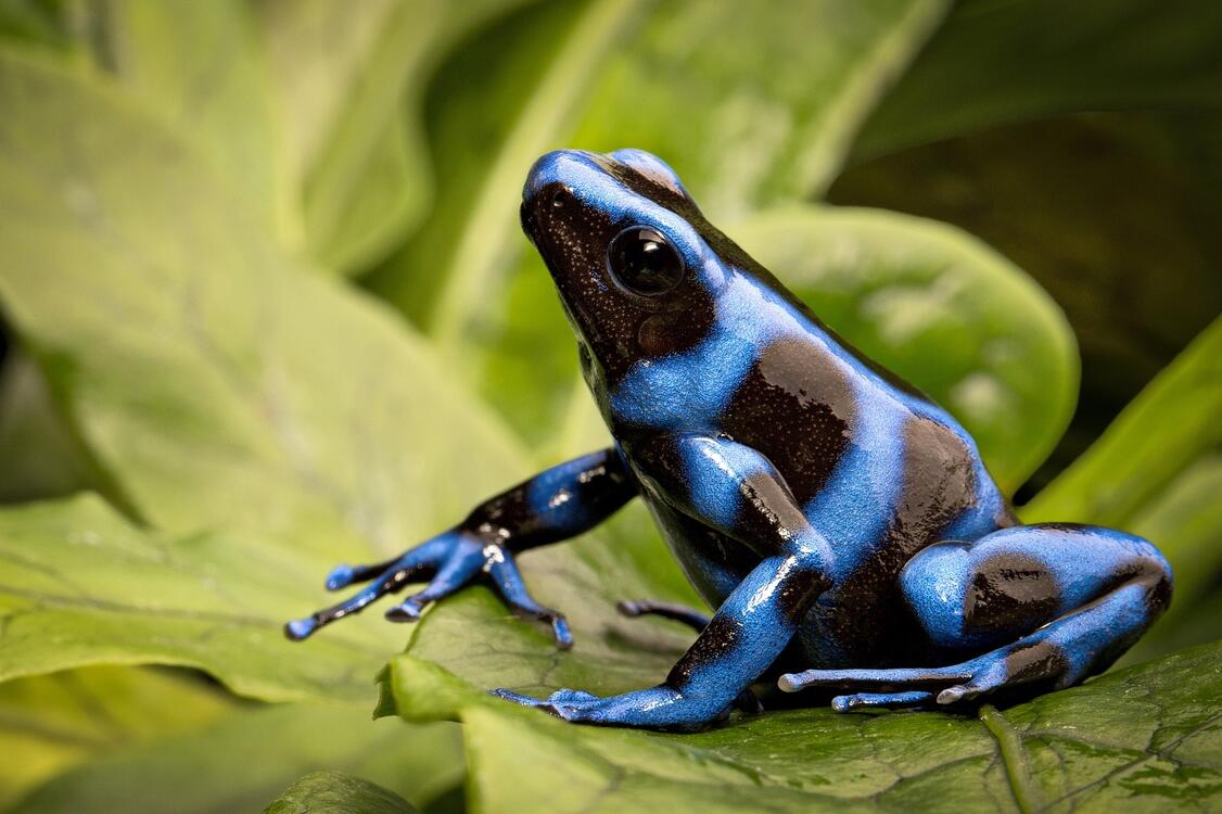 Голубая ядовитая лягушка-дротик