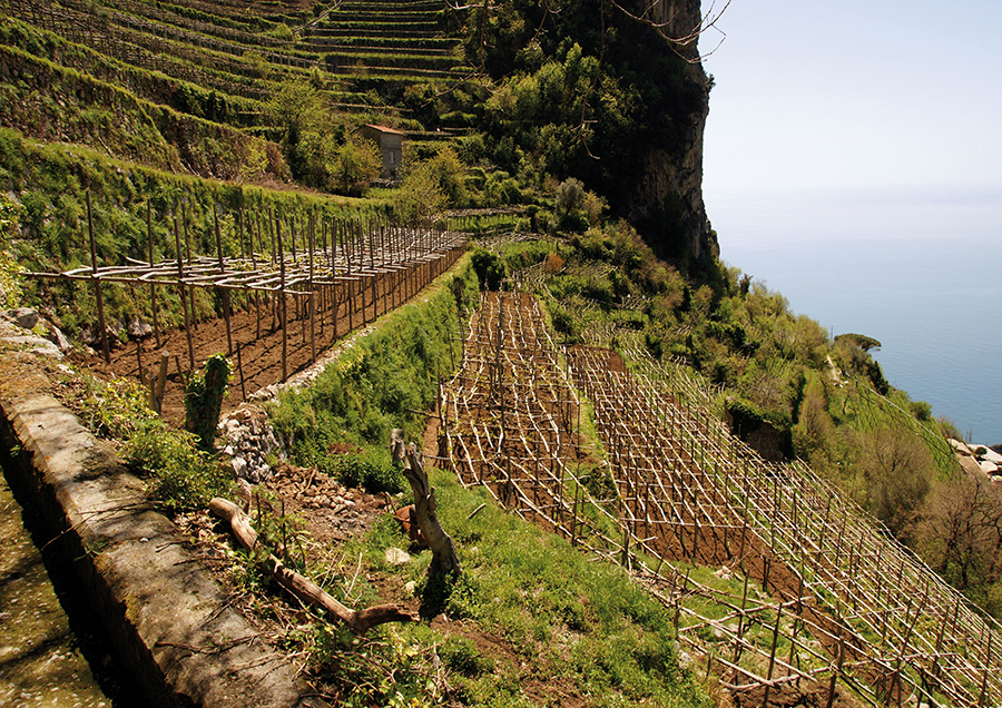 La Cantina Marisa Cuomo entra nel gruppo The Grand Wine Tour - Corriere del Vino