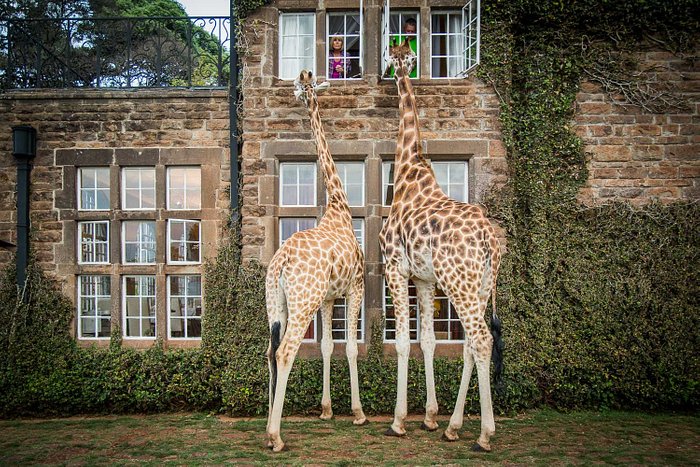 GIRAFFE MANOR (Кения/Найроби) - отзывы и фото - Tripadvisor