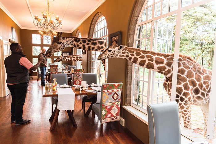 GIRAFFE MANOR (Кения/Найроби) - отзывы и фото - Tripadvisor