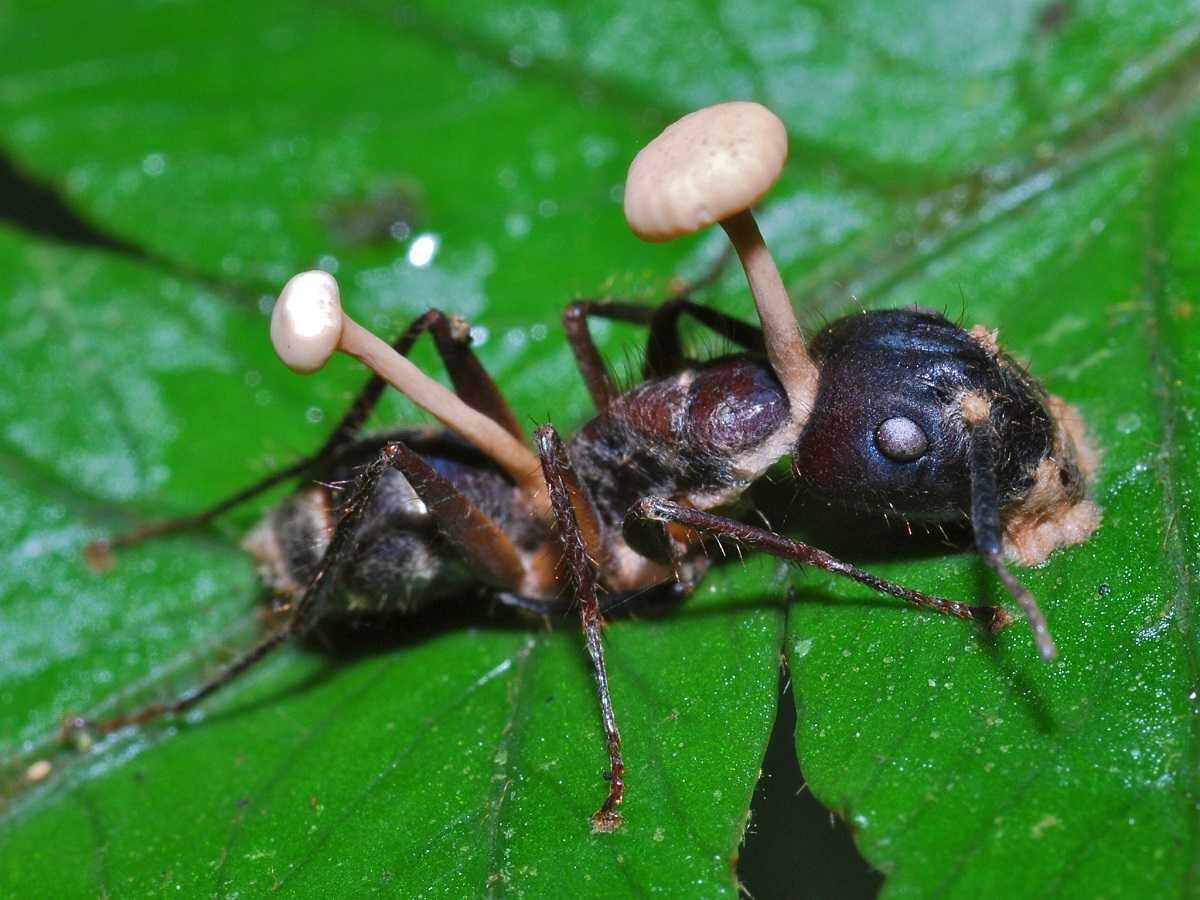 гриб Ophiocordyceps | Шокирующие факты | Дзен